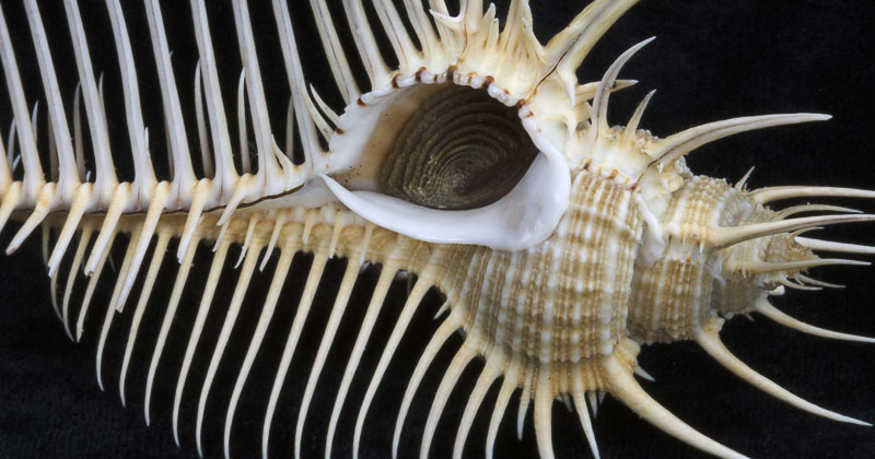 Nature’s most beautiful and intricate seashells