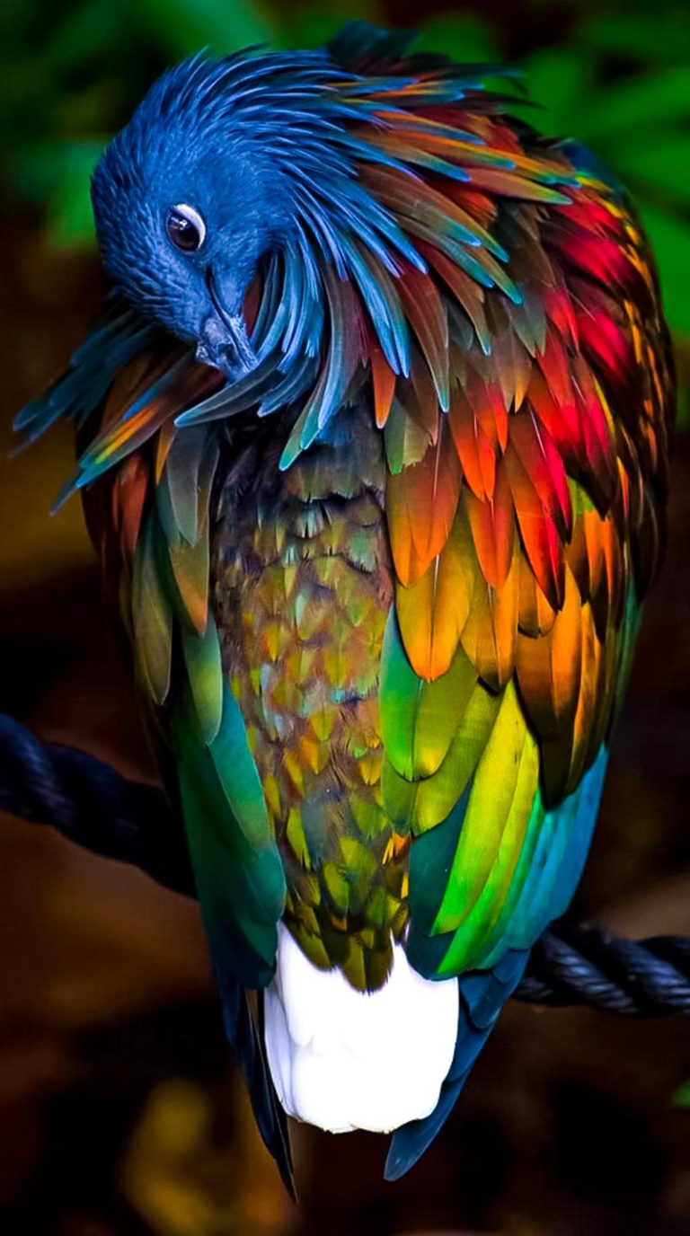 20 Most Amazing Colourful Birds