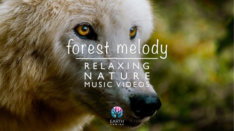 1-hr Sound forest sounds with soothing acoustic guitar music 🌲😌
