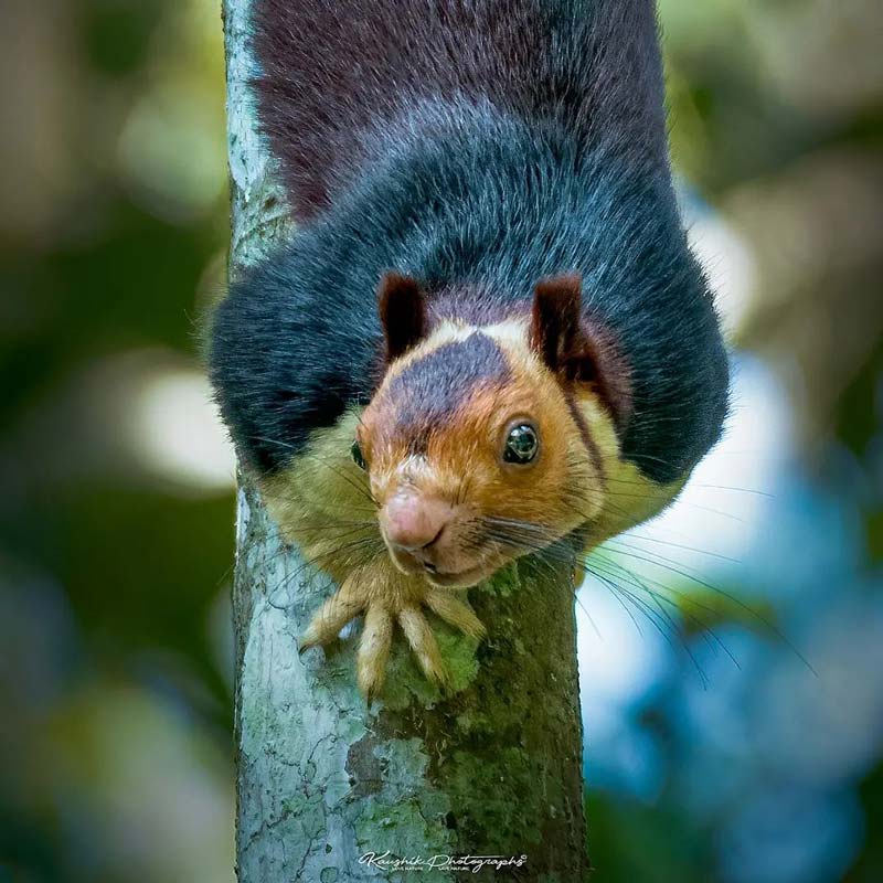 Indian Giant Technicolour Malabar Squirrels are Real!