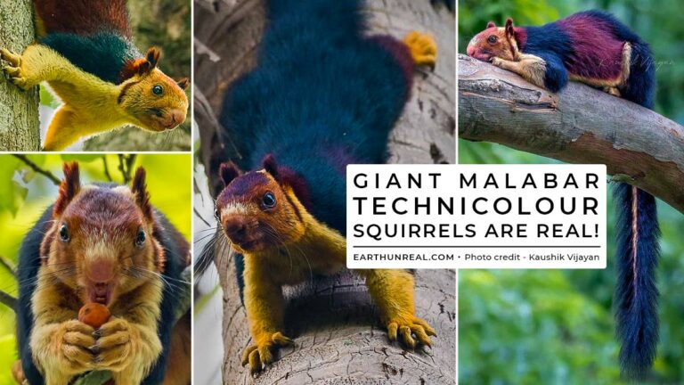 Indian Giant Technicolour Squirrels are Real!