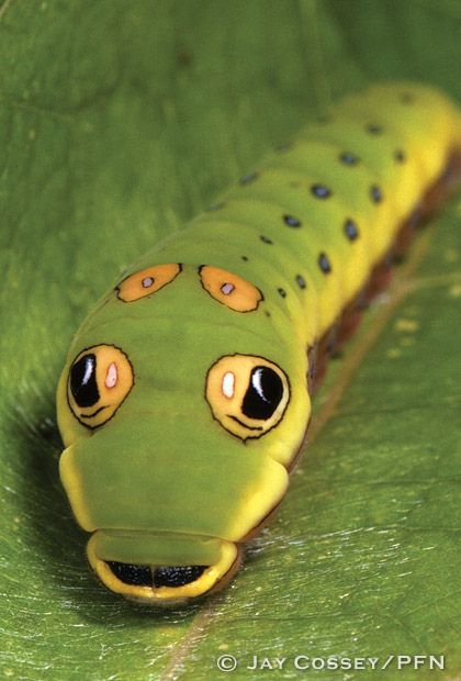 The Mesmerizing Spicebush Swallowtail Caterpillar and Butterfly