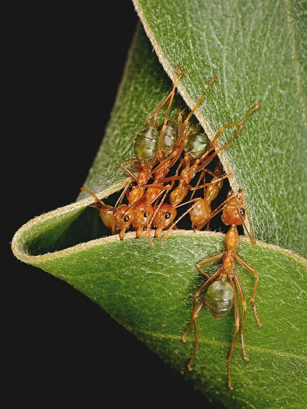 Lessons in Teamwork and Tenacity from Ants