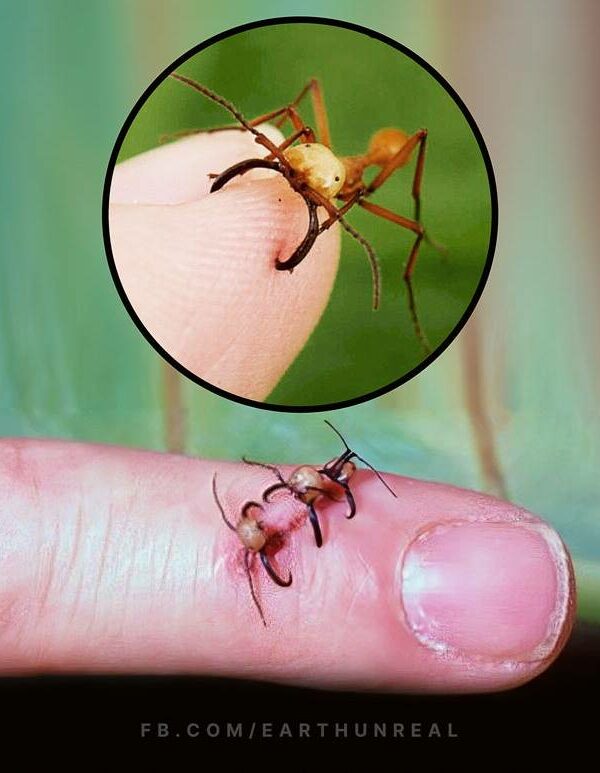 Army ants: Nature’s sutures