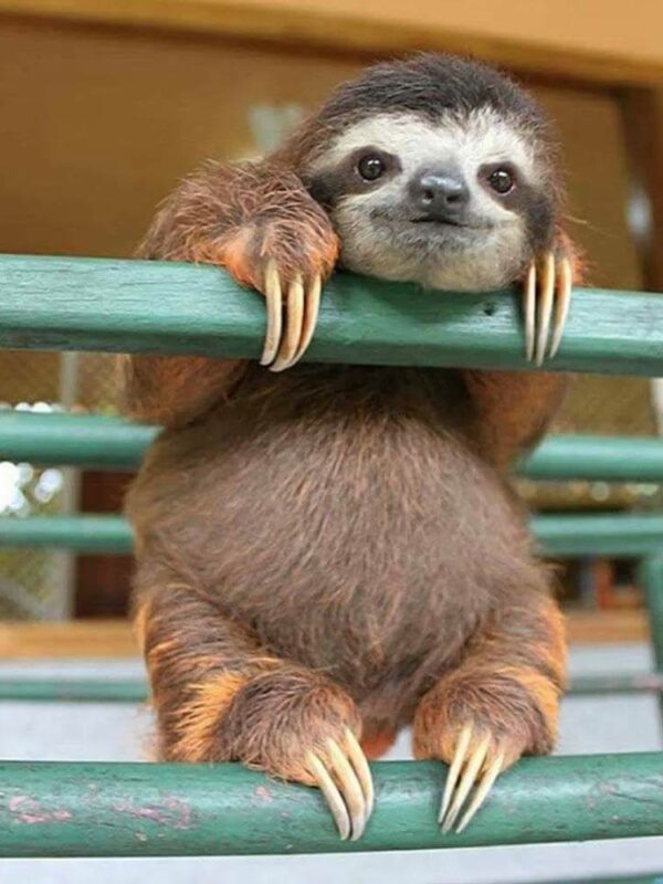 The Life of an Adorable Baby Sloth