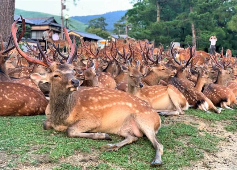 Shikadamari, the Mysterious Deer Gathering Spot in Nara Park, Japan