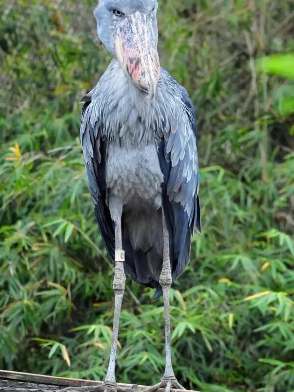 The Shoebill Stork