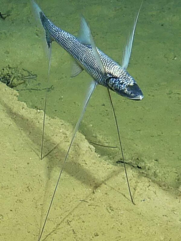 How the Tripod Fish Survives the Dark Ocean Depths