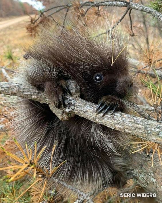 The Fascinating World of Young Porcupines: Nature’s Prickly Marvels