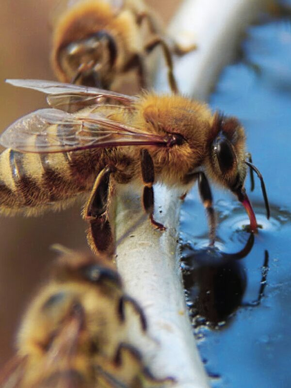 Beyond Blossoms, Water Foragers: The Multifaceted World of Honeybee Workers