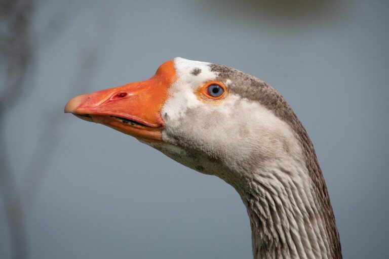 Socially Bonded Geese: A Cooperative Avian Family