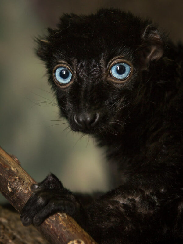 The Blue-Eyed Black Lemur
