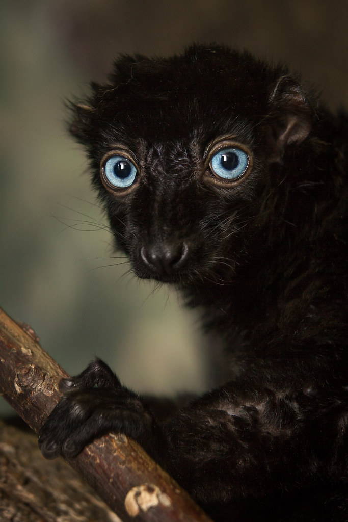 The Blue-Eyed Black Lemur