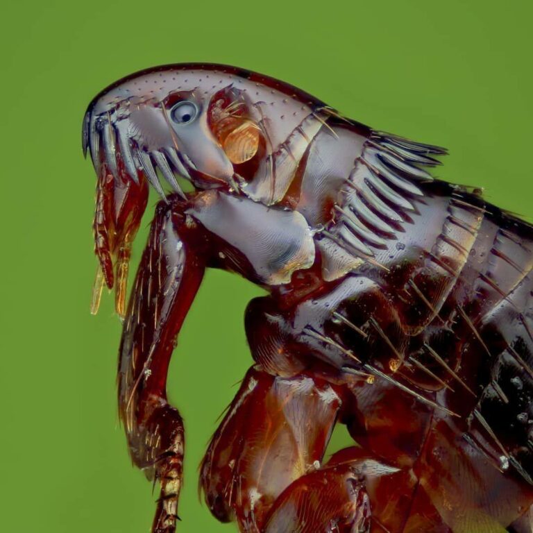Macro Marvels: Exploring the World of Fleas and Their Astonishing Adaptations