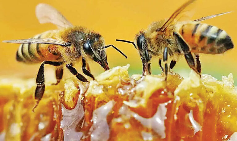 From Nectar to Eternal Sweetness: The Fascinating Journey of Honey Production