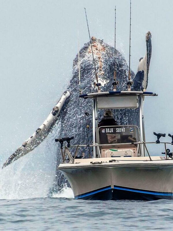 Majestic Encounter: Giant Humpback Whale Stuns Fishermen with Spectacular Leap off California Coast