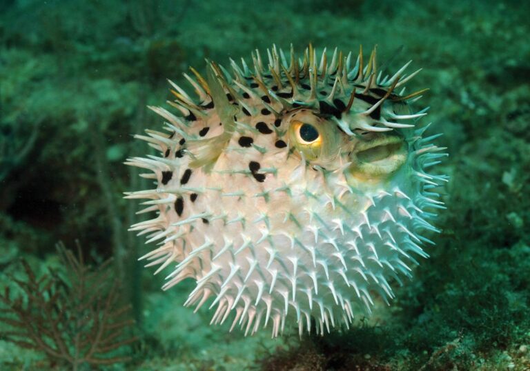The Marvels of Pufferfish: Buoyancy, Flexibility, and Defense in a Cartilaginous Wonder