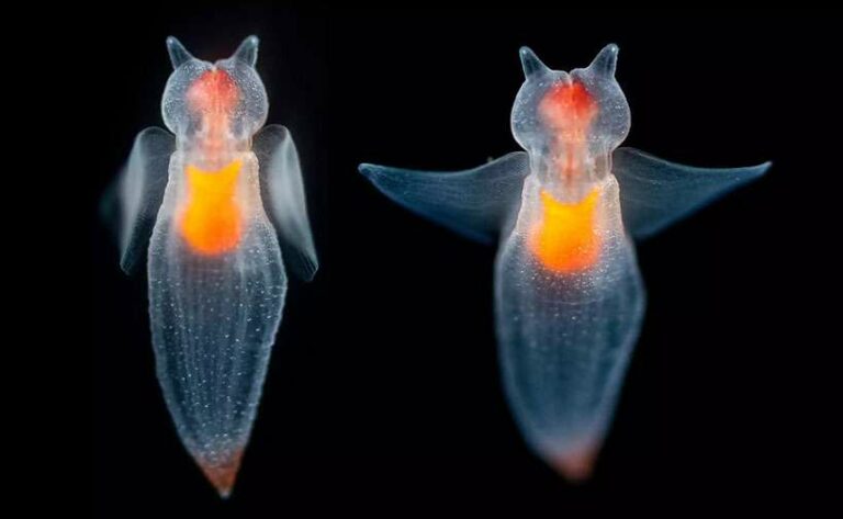 Sea Angels: The Ecology and Intricate Life Cycle of Pteropods
