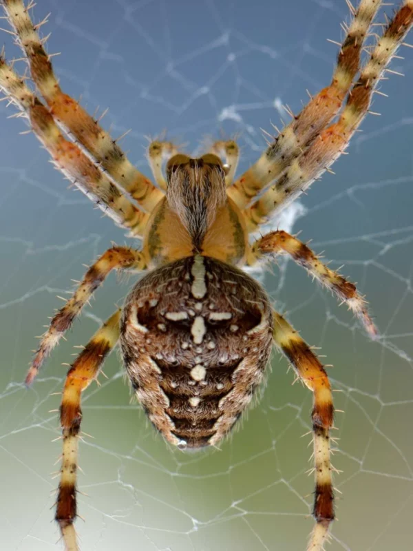 Spider Leg Mechanics: The Hydraulic System Behind Arachnid Movement