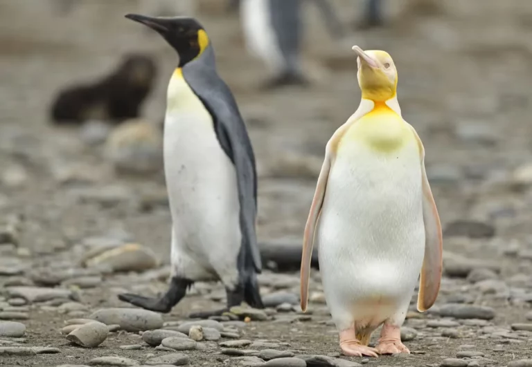 The Yellow Penguin: A Rare Genetic Marvel in the King Penguin Colony