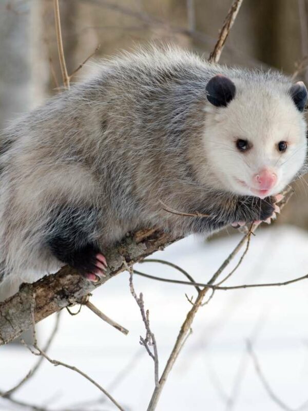 Opossums: Nature’s Snakebite Resisters and the Quest for Antivenom Advancements