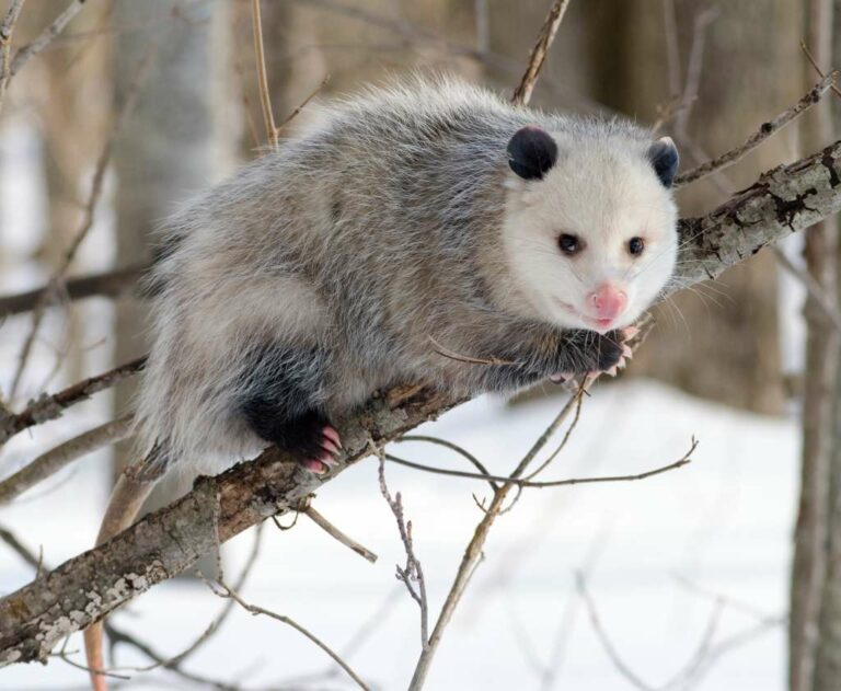 Opossums: Nature’s Snakebite Resisters and the Quest for Antivenom Advancements