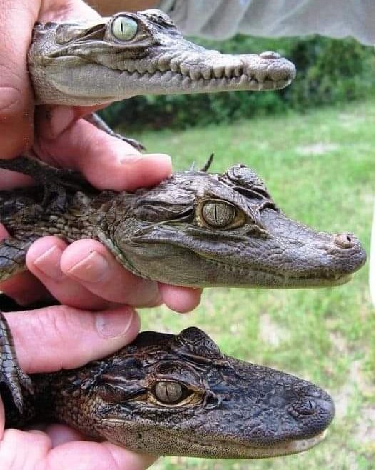 Crocodiles, Caimans, and Alligators, what’s the difference?