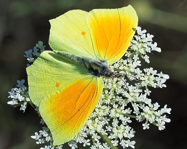 The Cleopatra Butterfly (Gonepteryx cleopatra): Its Adaptations and Ecological Significance