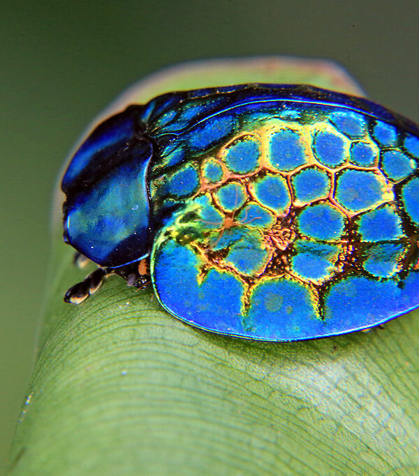 Jewel of the Amazon: Unveiling the Imperial Tortoise Beetle’s Radiant Beauty and Mysterious Ways