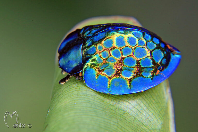Jewel of the Amazon: Unveiling the Imperial Tortoise Beetle’s Radiant Beauty and Mysterious Ways