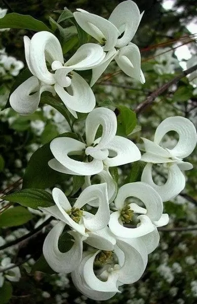 The Botanical Wonders of Cornus Florida Urbiniana: The Mexican Flowering Dogwood