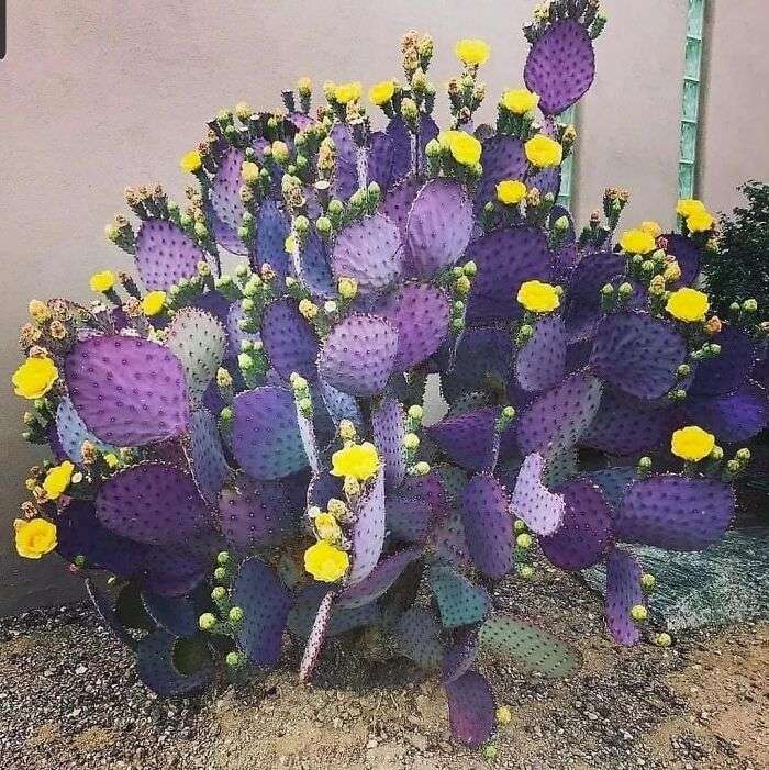 Opuntia Violacea: The Resilient Purple Prickly Pear of the Southwestern Deserts