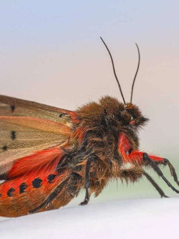 The Winter Survival Strategies of Butterflies and Moths