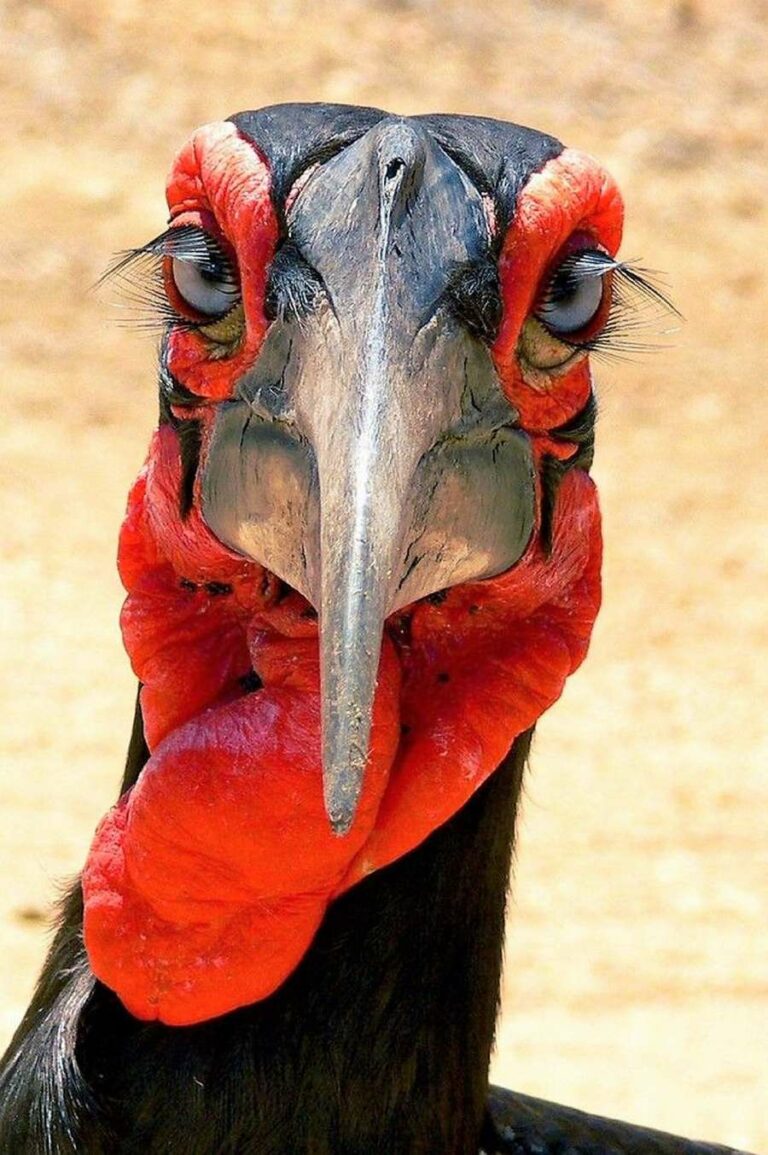 The Fascinating Features of the Southern Ground Hornbill
