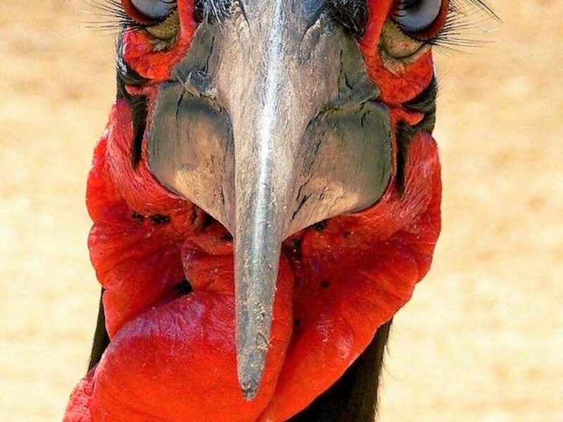 The Fascinating Features of the Southern Ground Hornbill