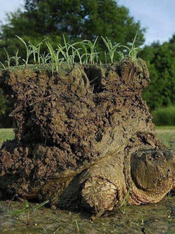 Mythology: Snapping Turtle in Native American Culture