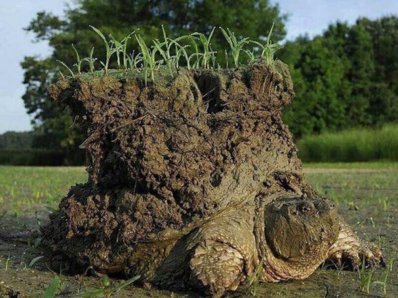 Mythology: Snapping Turtle in Native American Culture