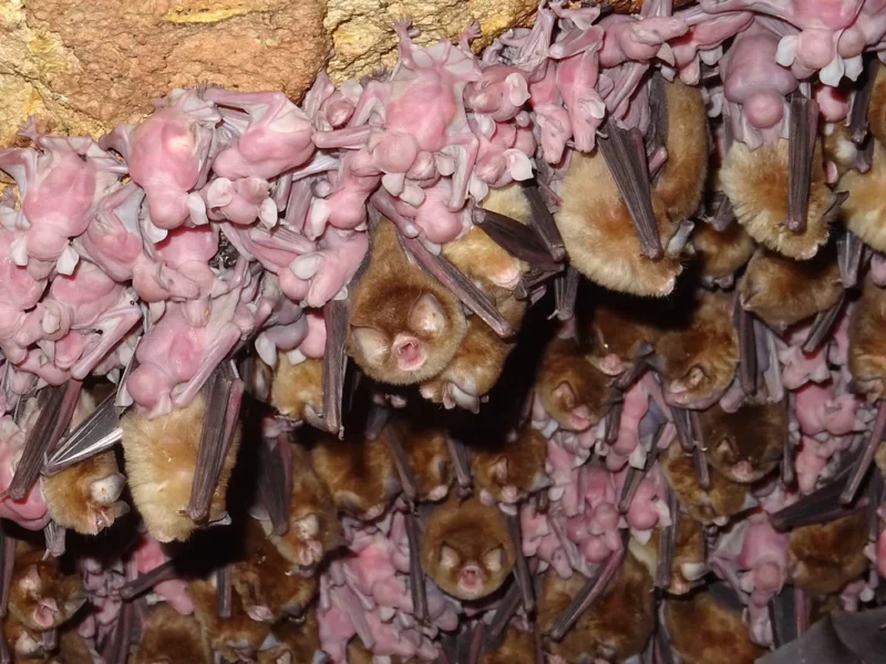 Bat Maternity Colonies: Nurturing Nature’s Nighttime Guardians